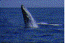 whales in ocean