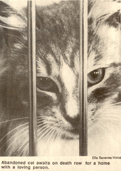 death row for cats