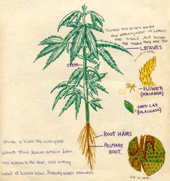 drawing of marijuana for my biology class