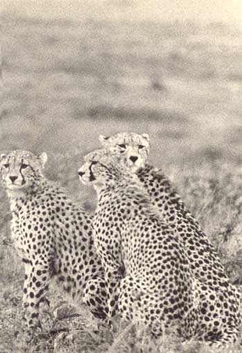 group of cheetahs