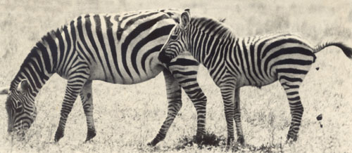 zebra taking a poop